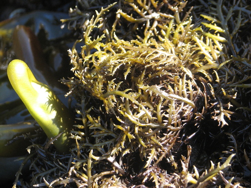 Chondracanthus canaliculatus observed 2026-07-17