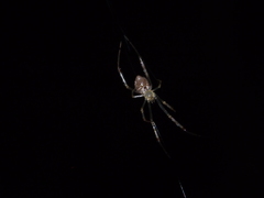 Thwaitesia margaritifera