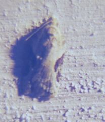 Ponometia erastrioides