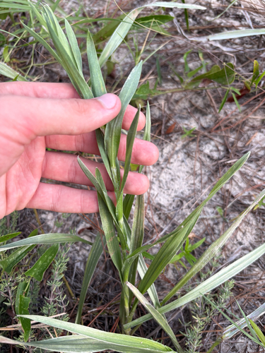 Pityopsis graminifolia, photograph 6