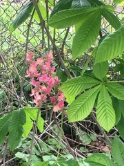 Aesculus × carnea