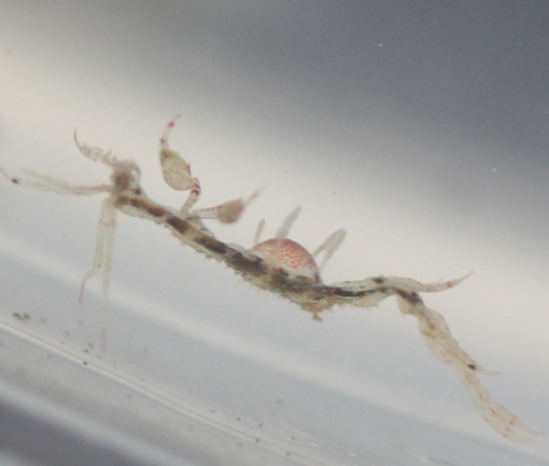 Japanese Skeleton Shrimp (China Cove Organisms) · iNaturalist