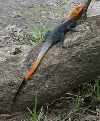 Agama picticauda