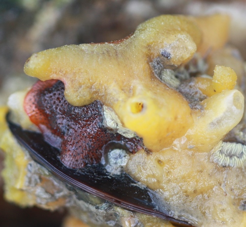 Porifera