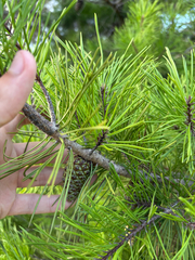 author not stated, no rights reserved Pinus clausa, photograph author not stated, no rights reserved