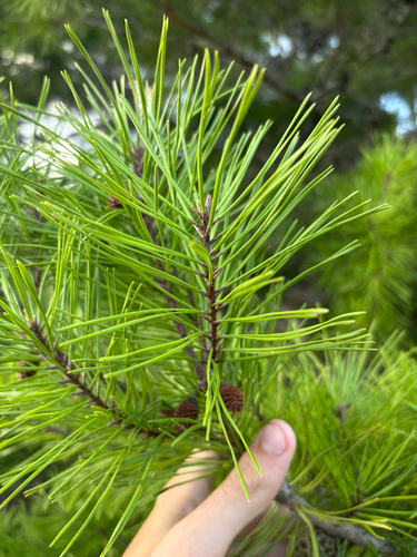 Pinus clausa, photograph 4