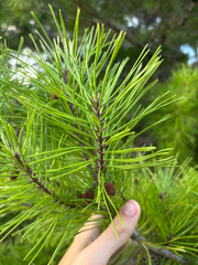 author not stated, no rights reserved Pinus clausa, photograph author not stated, no rights reserved