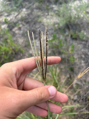 Eustachys petraea, photograph 5