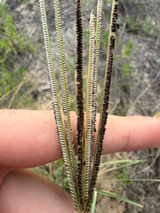 Eustachys petraea, photograph author not stated, no rights reserved