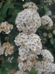 Spiraea × vanhouttei