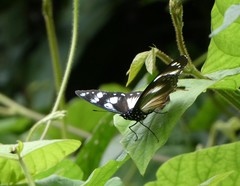 Hypolimnas anthedon anthedon