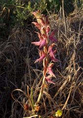 Anacamptis sancta