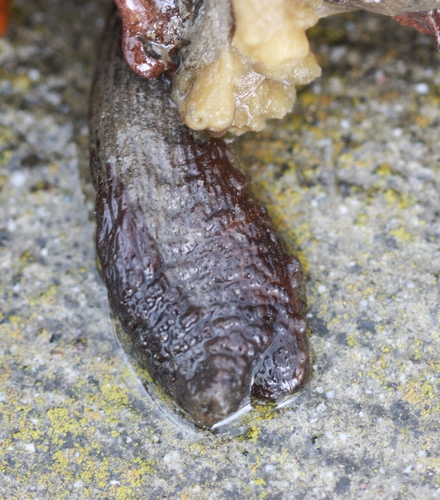 Ascidiacea