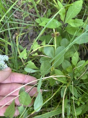 Baptisia nuttalliana
