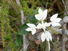 Xanthosia rotundifolia