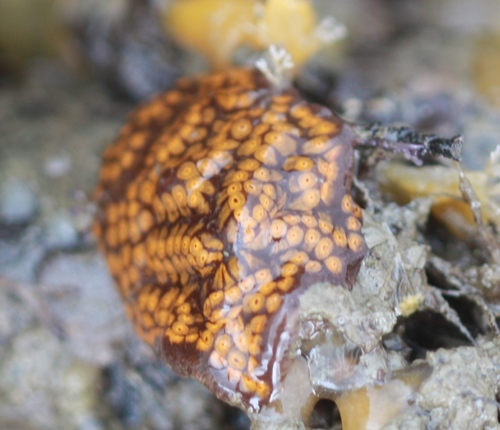 Styelidae