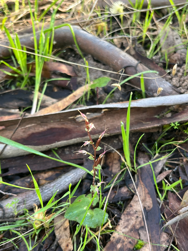 small mosquito-orchid