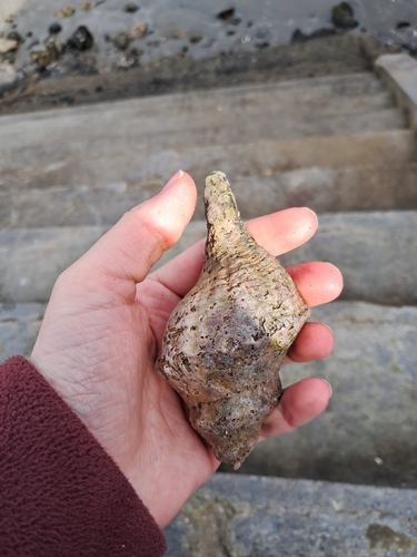 Penion sulcatus, 2026-07-18