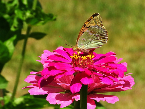 Cardinal Butterfly