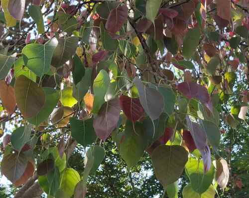 Sacred fig