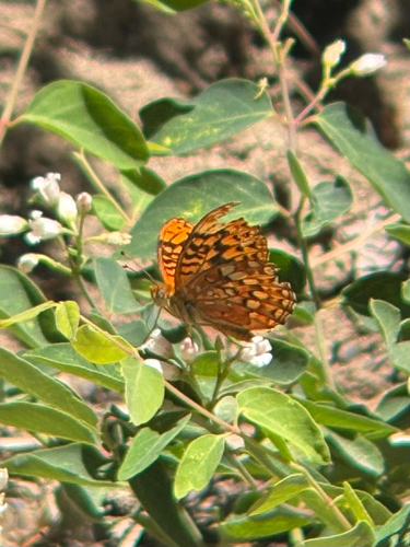 iNaturalist observation photo of Hydaspe Fritillary
