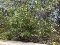 Jasminum nudiflorum