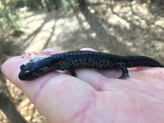 Plethodon chlorobryonis