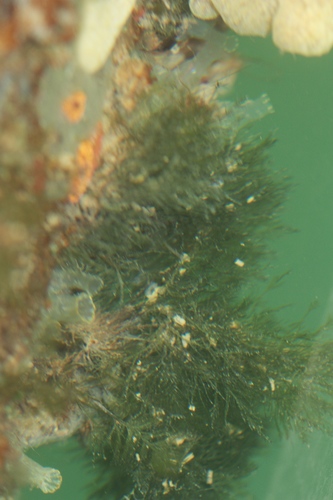 Hydrozoa