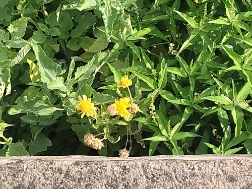 cowpen daisy