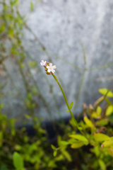 Verbena montevidensis