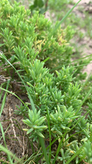 Threlkeldia diffusa, photograph (c) Millie Brady, some rights reserved (CC BY)