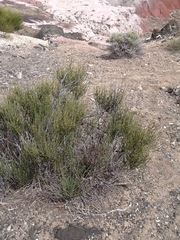 Ephedra torreyana