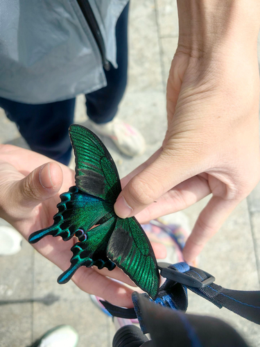 Alpine Black Swallowtail