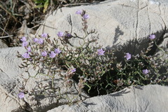 Limonium cancellatum