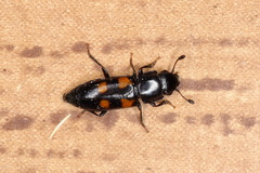 Glischrochilus quadripunctatus