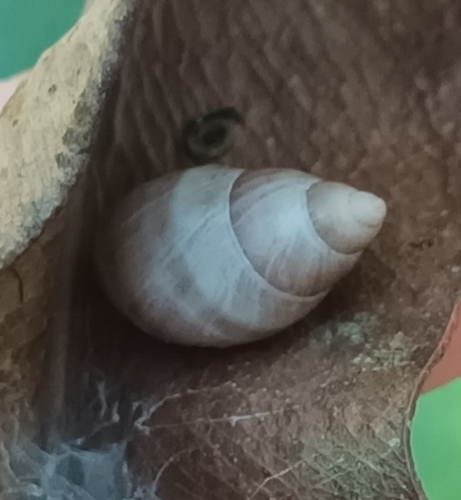 Partula taeniata observed 2026-07-15