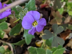 Aubrieta deltoidea
