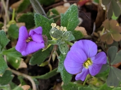 Aubrieta deltoidea
