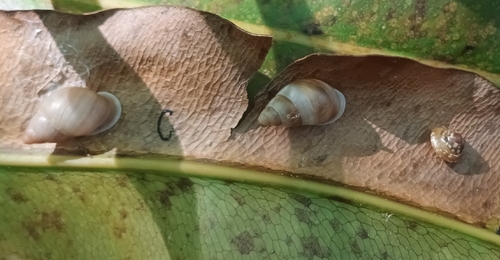 Partula taeniata observed 2026-07-15