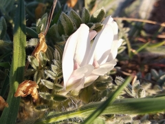 Astragalus rupifragus