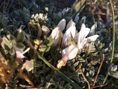 Astragalus rupifragus