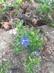Glandora diffusa