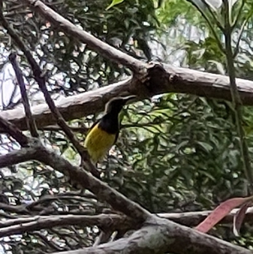 Cinnyris jugularis observed 2026-07-18