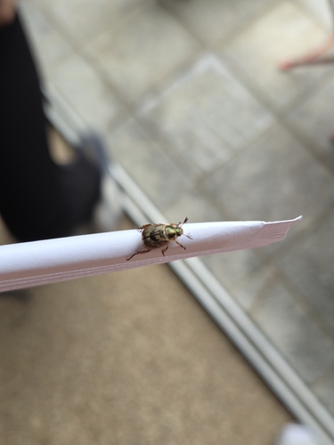 Oriental Beetle