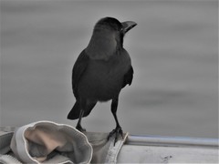 Corvus splendens