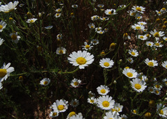 Cladanthus mixtus