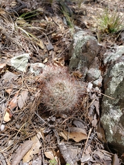 Mammillaria barbata