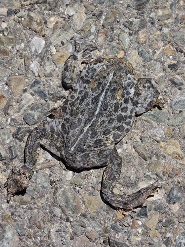 iNaturalist observation photo of Western Toad