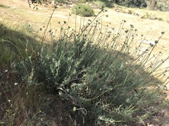 Eriogonum fasciculatum polifolium