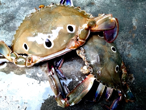 Three-spotted Swimmer Crab
